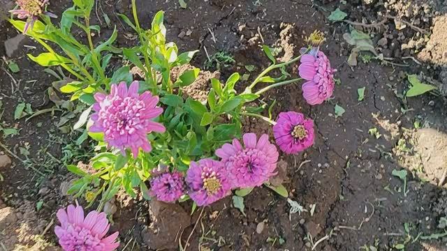 Вести с полей \\ начинается жаркая пора\\ борьба с сорняками\\ серия 5 смотреть онлайн