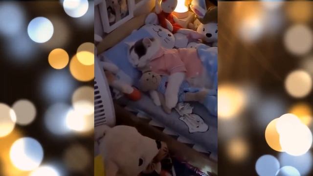 Кошки Смешная Видео Подборка - Видео 18 - 18:10 Минуты смотреть онлайн