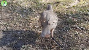 Овози модкабки шикори гиро, Кабки мода, Кабки мастак К?