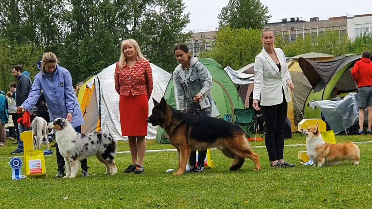 25.05.2025, СПб. Клуб "КСС ДОСААФ-2" (РКФ, РФСС). Выставка собак CAC 1 группы FCI смотреть онлайн