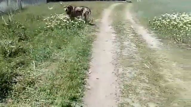 Абориген с гор 2