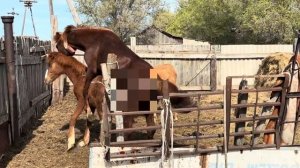 ЛОШАДИ В ПОСЁЛКЕ/ ОТОГНАЛ ЧУЖАКА/ И КАК ПРОХОДИТ ПРОЦЕ?