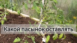 Как вести томаты в 2 ствола: какой пасынок оставлять