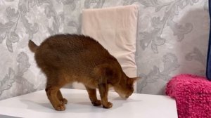 ЗЛОЙ НАНА БАНАНА В РЕАЛЬНОЙ ЖИЗНИ | 24 ЧАСА НА ЗАКОЛДОВА