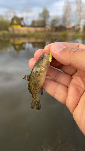 Рыбалка с мормышингом в апреле. Поймал первого в году ротана. Разловил ещё один цвет мотыля. смотреть онлайн