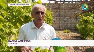 Сбор виноградных листьев для долмы начался в Азербайд