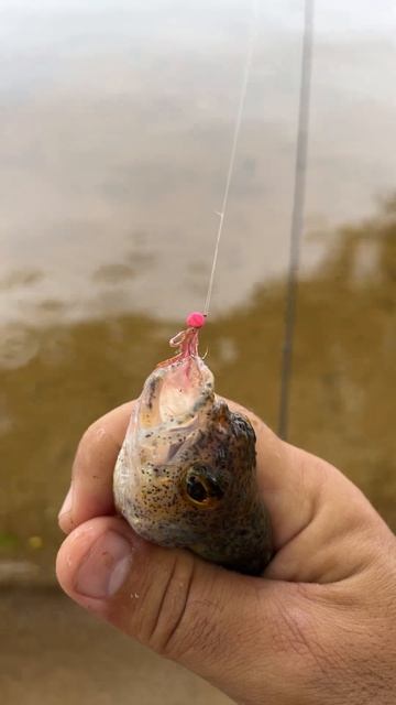 Разловил LJ Hogy Hog 0.8 дюйма. Первая рыбалка после запрета. #рыбалка #fishing #мормышинг #спиннинг смотреть онлайн