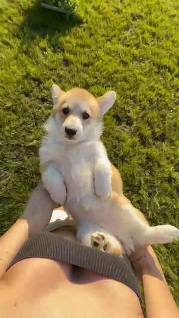 Корги пемброк ищут хозяев