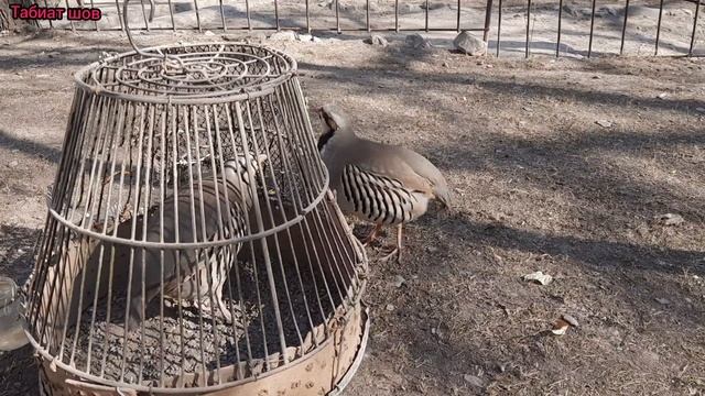 Баҳси Модкабк бо Наркабк Кабки мода Мастак ва Наркабк