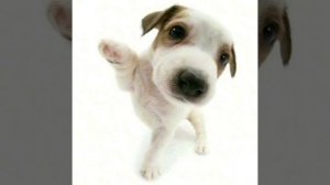 щенки-соберись