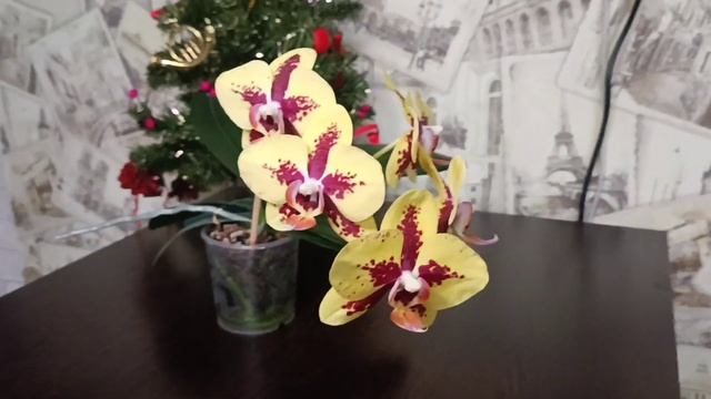 Орхидея PF-5018 Starfish