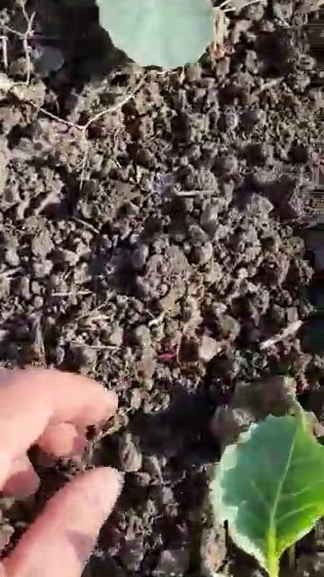 После обработки культиватором прополочным ОВОЩ. Проп? смотреть онлайн