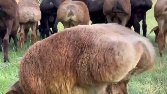 24 сар кучкорбарра аз ОХУНБОБО