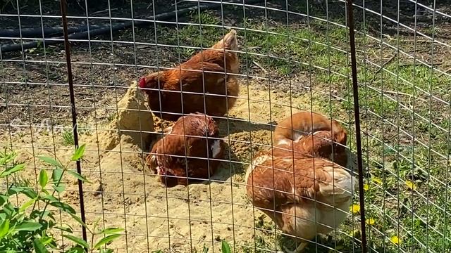 Куриный кайф. 5 минут релакса. Учимся у куриц расслабляться.
#куры#родонит смотреть онлайн