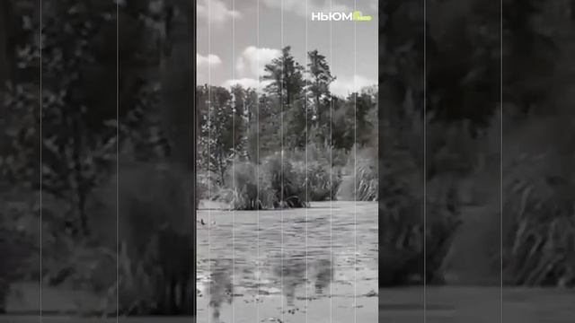 Прогуляться босиком по необычной тропе и встретиться с величественными животными. смотреть онлайн