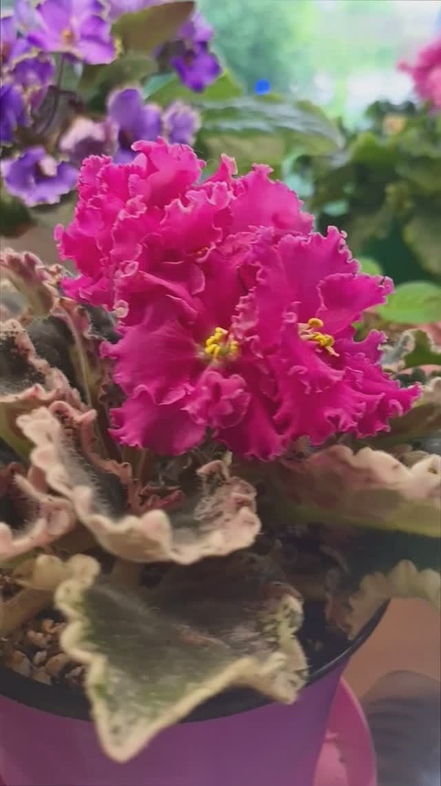 Цветущие Фиалки Вашей Люси 27.05.2025! смотреть онлайн