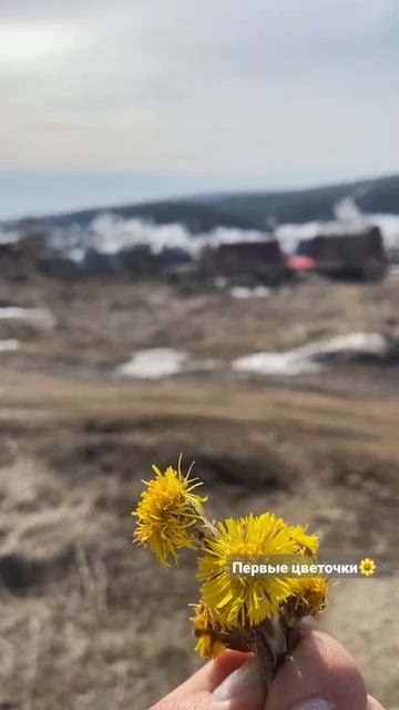 Весна в деревне, первые цветы#веснедорогу #весна#весна смотреть онлайн