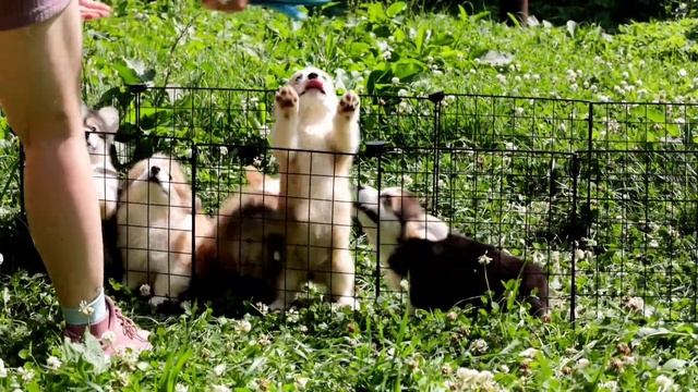 Наши коржики помёт литера 