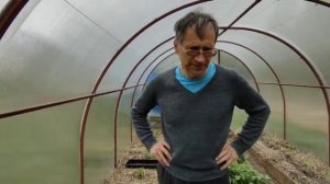 Солома в теплице: как мы спасли томаты от заморозков