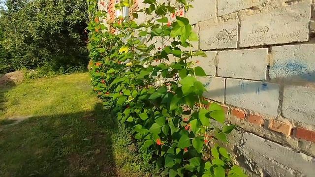 Квасоля Scarlet Runner Beans Технологія вирощування та харак? смотреть онлайн