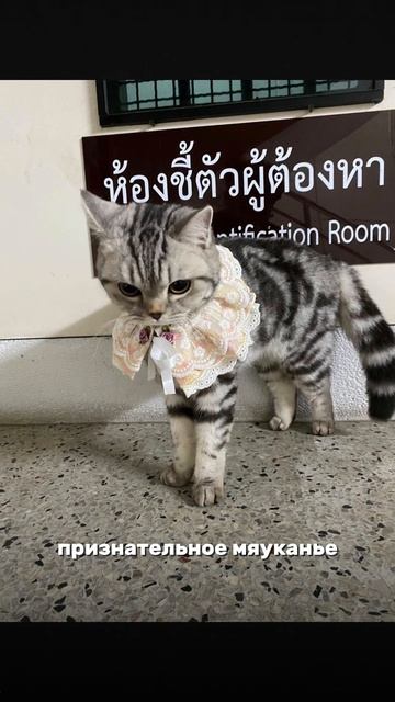 🐈Тайский кот был арестован за нападение на полицейских! смотреть онлайн