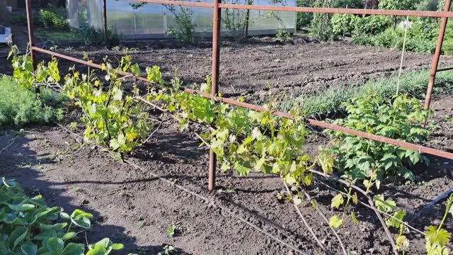 Май. Сад,огород. Обзор.15.05.2025 г. смотреть онлайн