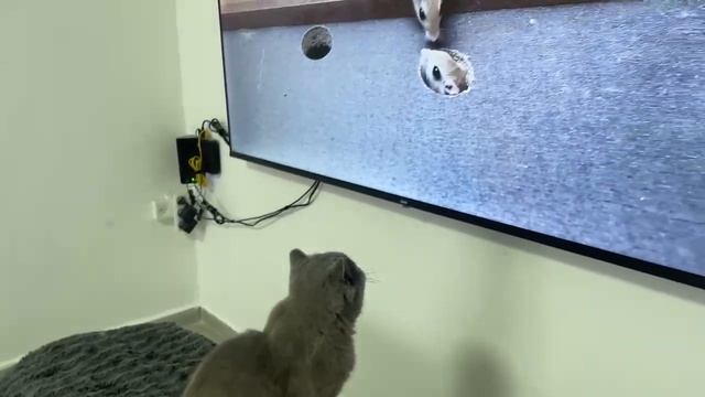 Лордик больше всех любит смотреть телевизор смотреть онлайн