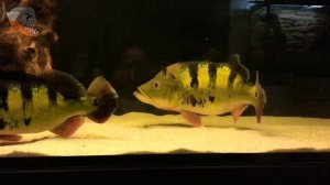 Цихла оцеллярис (Cichla ocellaris), нерест, ухаживания