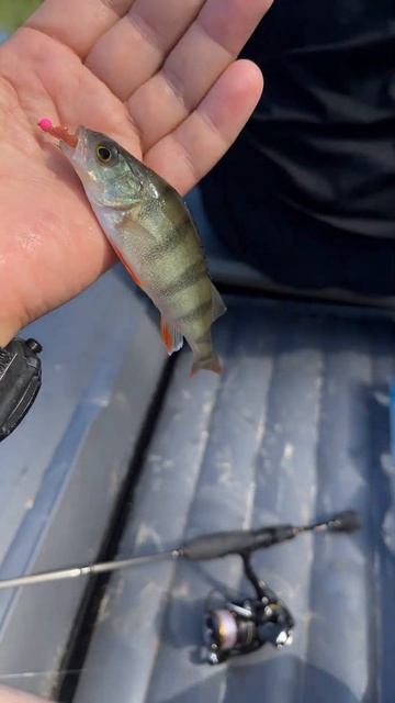 Первая поимка рыбы со своей моторной лодки. Окунь ни мормышинг. смотреть онлайн