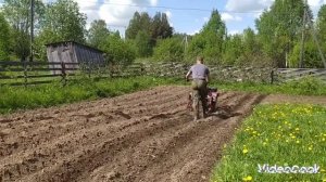 8 июня 2024 года , сажаем картошку и горох