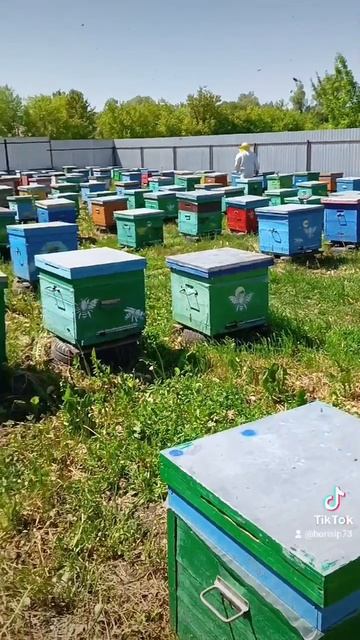 ♥️🐝🌺🌞🐝🐝🐝♥️♥️🌺🌺🐝 смотреть онлайн