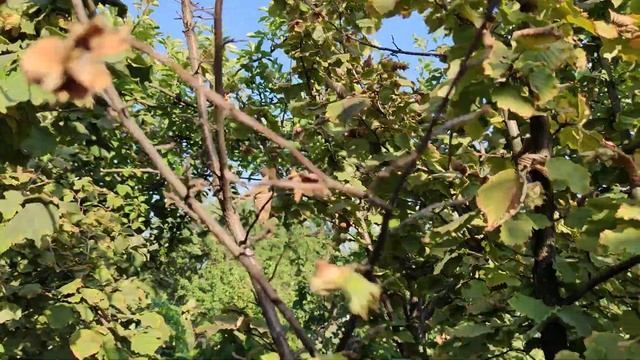 ФУНДУК.ПИРОЖОК.НАЧАЛО СБОРА УРОЖАЯ -2024.