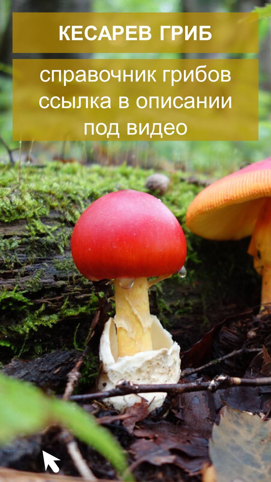 Кесарев гриб - справочник грибов смотреть онлайн