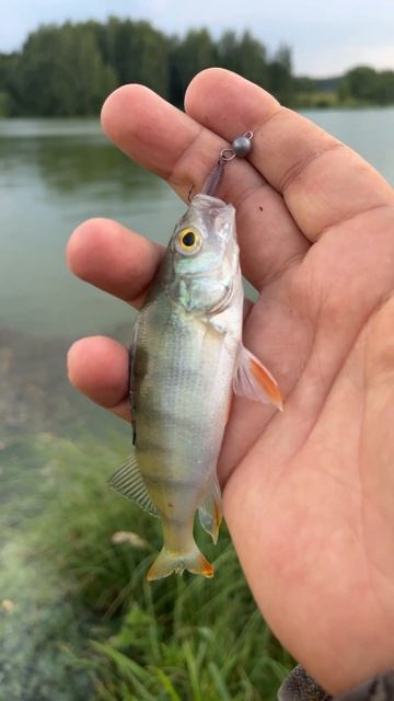 Мормышинг не всегда панацея. Микроджиг облавливает мормышинг. Pontoon 21 Jilt. смотреть онлайн