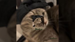 Ravilova - Пикми (speed up) +текст в описании