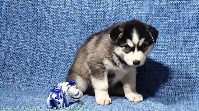 Предлагаем мальчика щенка хаски, голубоглазого, черно-белого, родился 7 апреля 2025 года