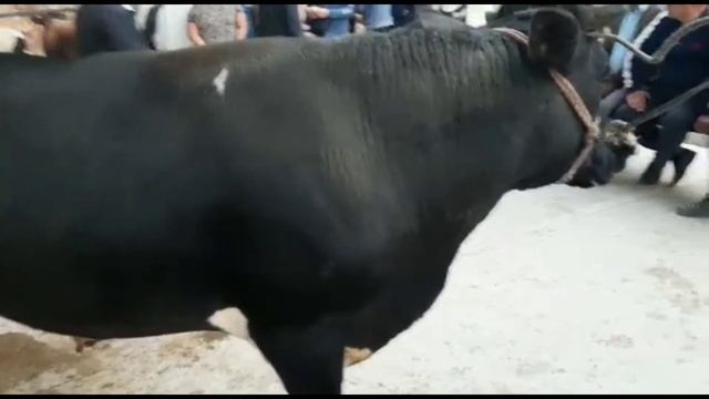 Молбозори Истаравшан