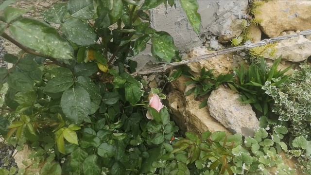 А вы такой Чиппендейл видели?