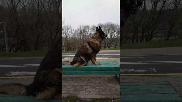 ФРИДА тип ГДР. 14.04.2022.МИНСК.БелаРУСЬ.НЕМЕЦКАЯ ОВЧАРКА.