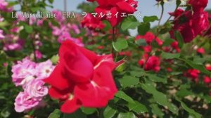 САДЫ ЯПОНИИ. СКАЗОЧНЫЙ ПАРК ЦВЕТОВ АСИКАГА  Ashikaga Flower Park 2025 ПОТРЯСАЮЩЕЕ СИЯНИЕ РОЗ