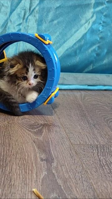 Котенок и хомяк. часть 1. #шорты 4k смотреть онлайн