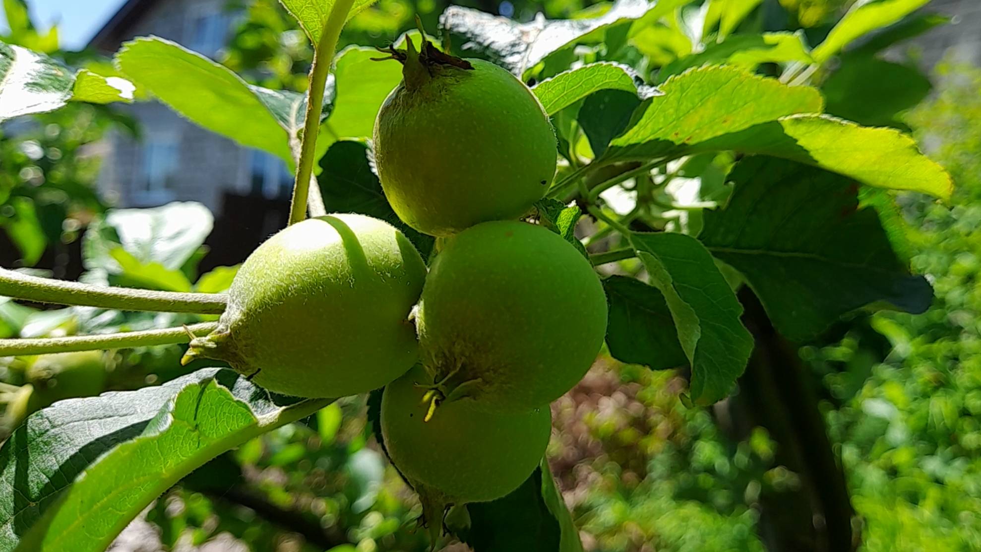 ОТЦВЕЛИ ДЕРЕВЬЯ. Вторая обработка сада от вредителей и болезней смотреть онлайн