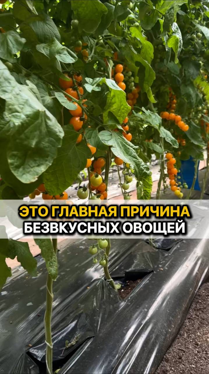 Главная ПРИЧИНА безвкусных томатов и огурцов!