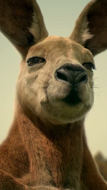 Попаобжигающий Бульдак Корейская реклама смотреть онлайн