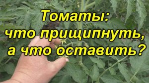 🌱 Формируем томаты правильно: что оставить, а что убрать? 🚀 +100% к урожаю!