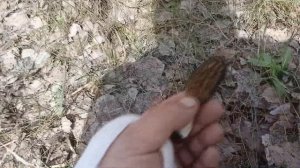 ГДЕ и КОГДА собирать СМОРЧКИ? Правильный ПОИСК весенн?