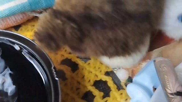 День рождения Обзор на подарки роллы туса