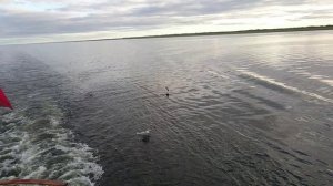 Кормление пернатых с теплохода