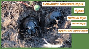 Борьба двух жуков-кравчиков