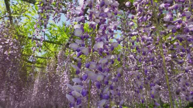 САДЫ ЯПОНИИ. ЦВЕТОЧНЫЙ ПАРК ХАМАМАЦУ 2025 РАДОСТНОЕ ЦВЕТЕНИЕ ГЛИЦИНИЙ И НЕ ТОЛЬКО смотреть онлайн